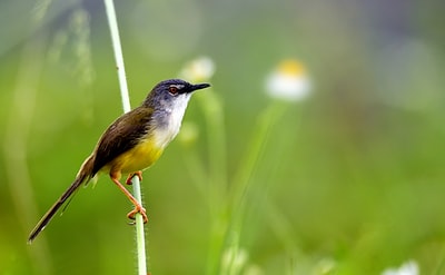 绿色和黄色鸟类的野生动物摄影